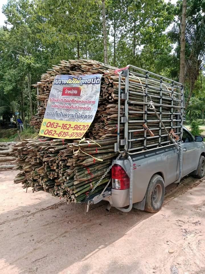 RnphuSng's tweet photo. 🙏ส่งงานวันอาทิตย์ ที่ 13/9/2569 (173มัด)🙏
🌳ขายตลอดทั้งปีครับ🌳สนใจไม้ไผ่ลำไม้ไผ่ผ่าซีกแหลมปลาย🌳ไม้หลักปักค้ำยันต้นไม้ทุกชนิด🌳
☎️สนใจติดต่อสอบถาม
Tel / line : 0959788029 / 0631629620 / 0626199799 บ๋อม นครนายก
🙏🙏🙏ขอบคุณลูกค้าที่อุดหนุนครับ🙏🙏🙏 https://t.co/Yvb5IAlgF9