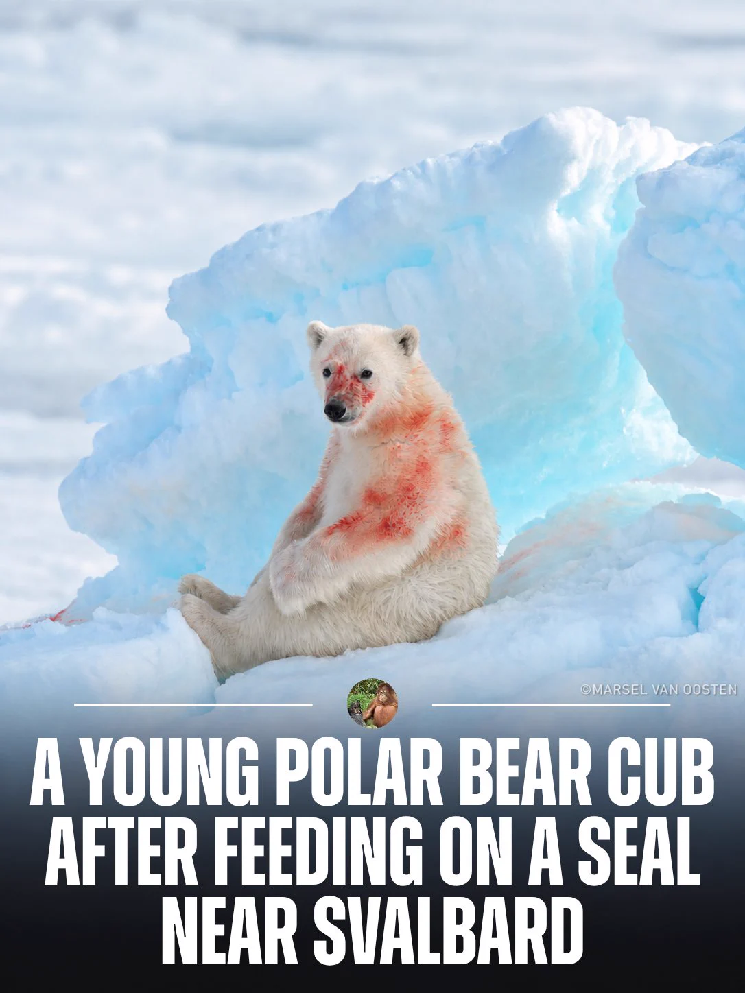 nature-is-amazing-on-x-a-young-polar-bear-cub-after-eating-a-seal