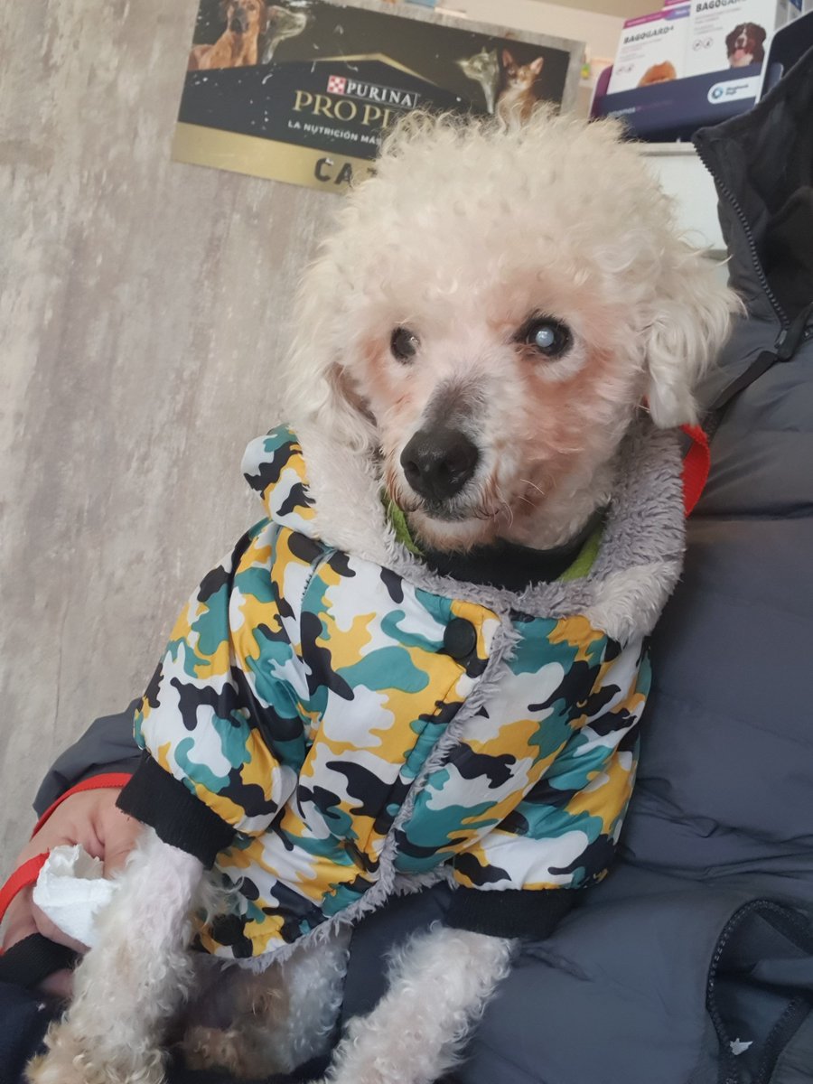Ye94316774's tweet photo. Odin está en adopción responsable. Es súper bueno y tranquilo. Está castrado. Para más info.
2204033578 https://t.co/VL9UjPQtX6