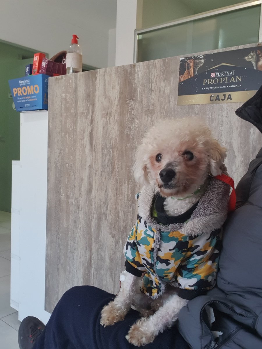 Ye94316774's tweet photo. Odin está en adopción responsable. Es súper bueno y tranquilo. Está castrado. Para más info.
2204033578 https://t.co/VL9UjPQtX6