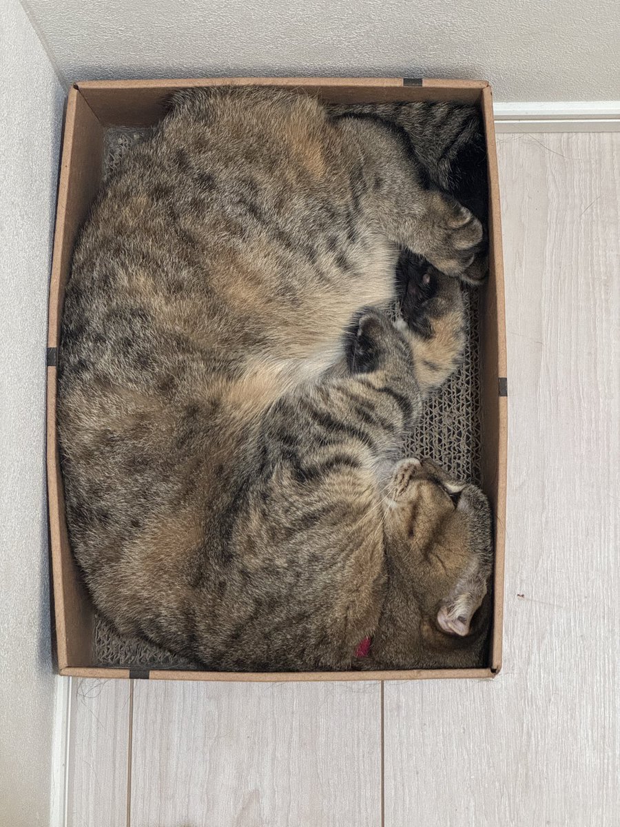 matsutake_cat's tweet photo. いつもここにおさまりたい まつたけ https://t.co/xAMY6Yo5IJ