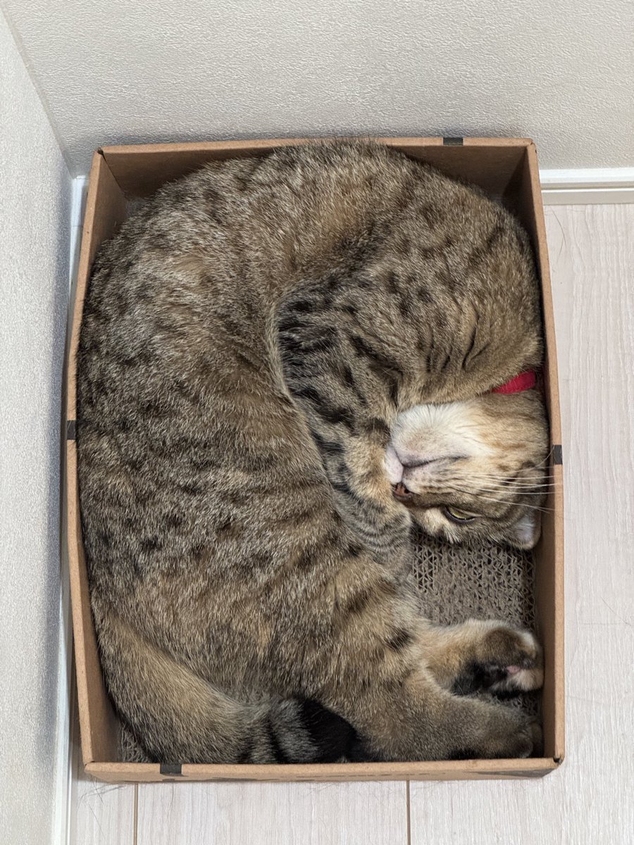 matsutake_cat's tweet photo. いつもここにおさまりたい まつたけ https://t.co/xAMY6Yo5IJ