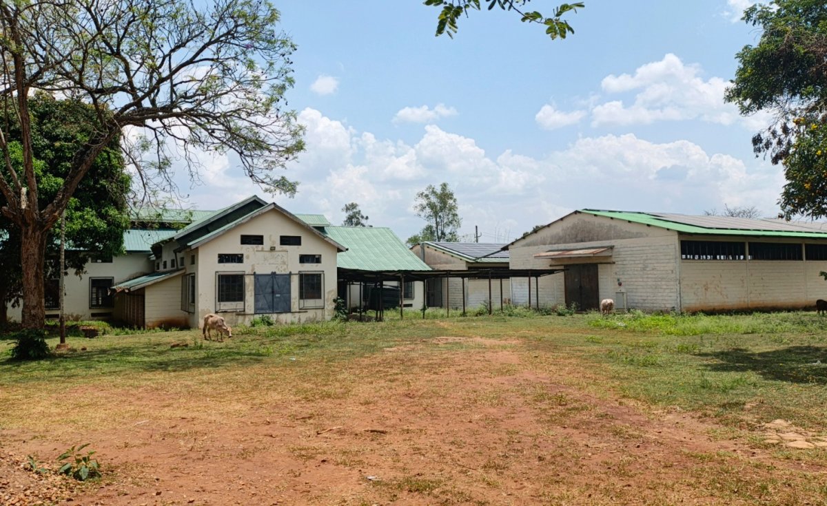 allafrica's tweet photo. Can Kenya Turn Its Cotton Comeback Into A Genuine Industrial Revival? https://t.co/ssiTZHaWe7 #AfricaMadeIt #MakeItinAfrica #BuildingforPower #CottontoCloth https://t.co/wNeSMfak59