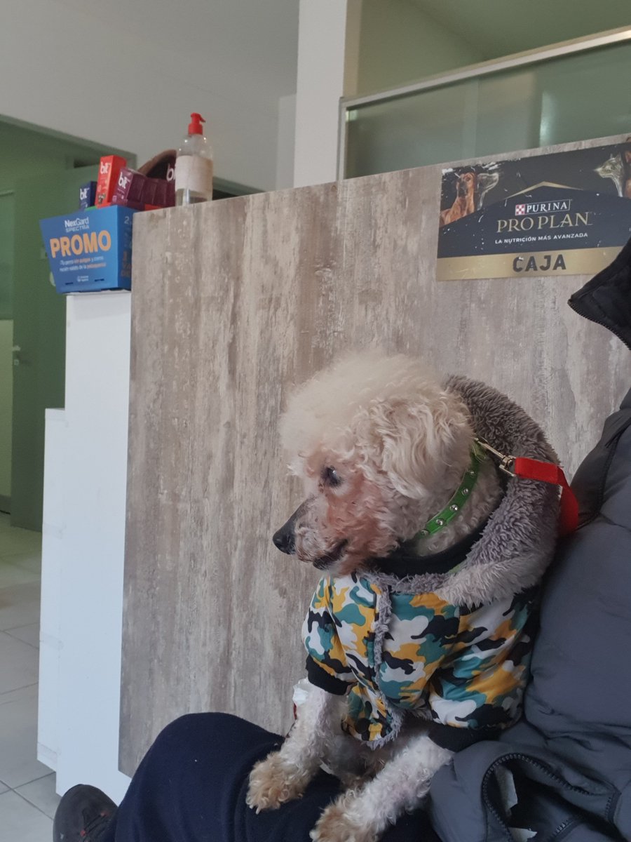Ye94316774's tweet photo. Odin está en adopción responsable. Es súper bueno y tranquilo. Está castrado. Para más info.
2204033578 https://t.co/VL9UjPQtX6