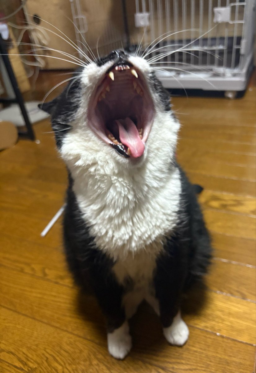 lan_evo25418's tweet photo. たまには「黒崎タキシード足袋与作」を https://t.co/Gmal74hsX9
