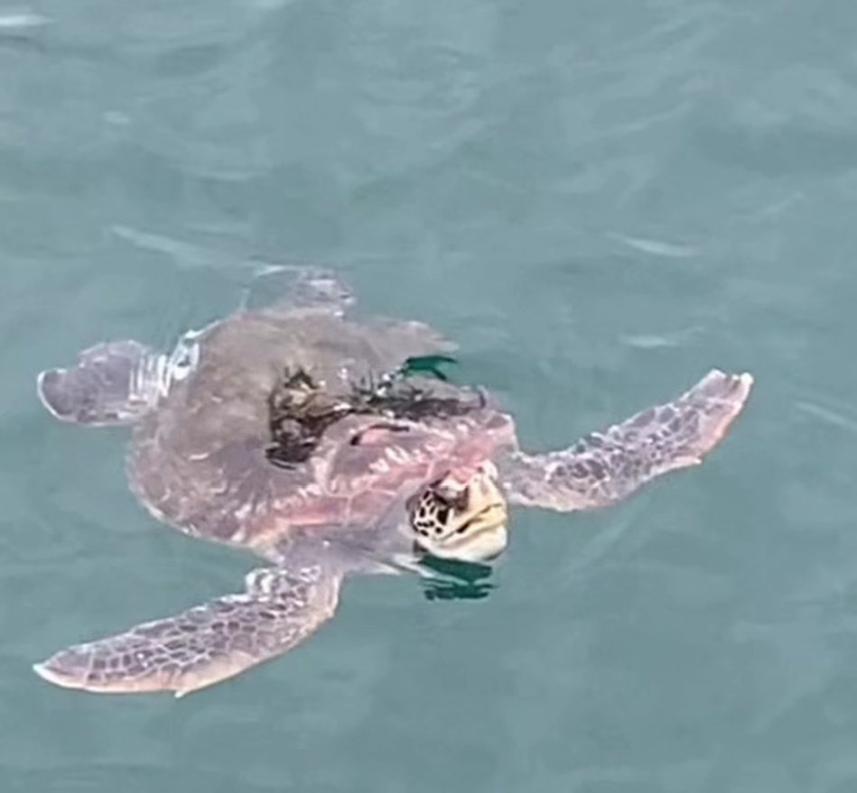 spbv4649's tweet photo. 🍚海に行ったらやっぱり海鮮🦑🐟だよねぇ🥳
イカ尽くし定食と牡蠣🦪フライ(o^^o)
カマス、アジ、イカ、エビ🦐フライ😋
漁港でアジの活造り、なめろう、新鮮アジフライ🥰
そりゃあ元気出ちゃうよねぇ🤭
〆に蒙古タンメン🍜
いやぁ海🌊も食🦑🐟もラーメン🍜も大満足🫣
堤防で海亀🐢なんてロマンだよねぇ https://t.co/sx6TKJmQBT