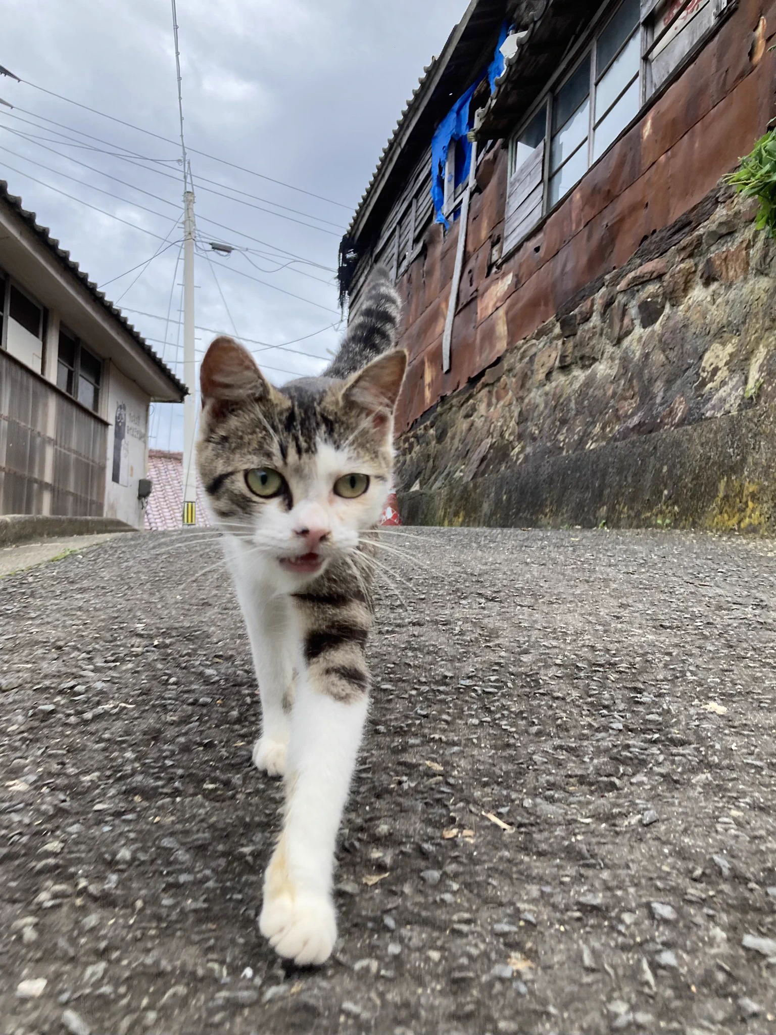 クロネコ堂@田代島 on X: 