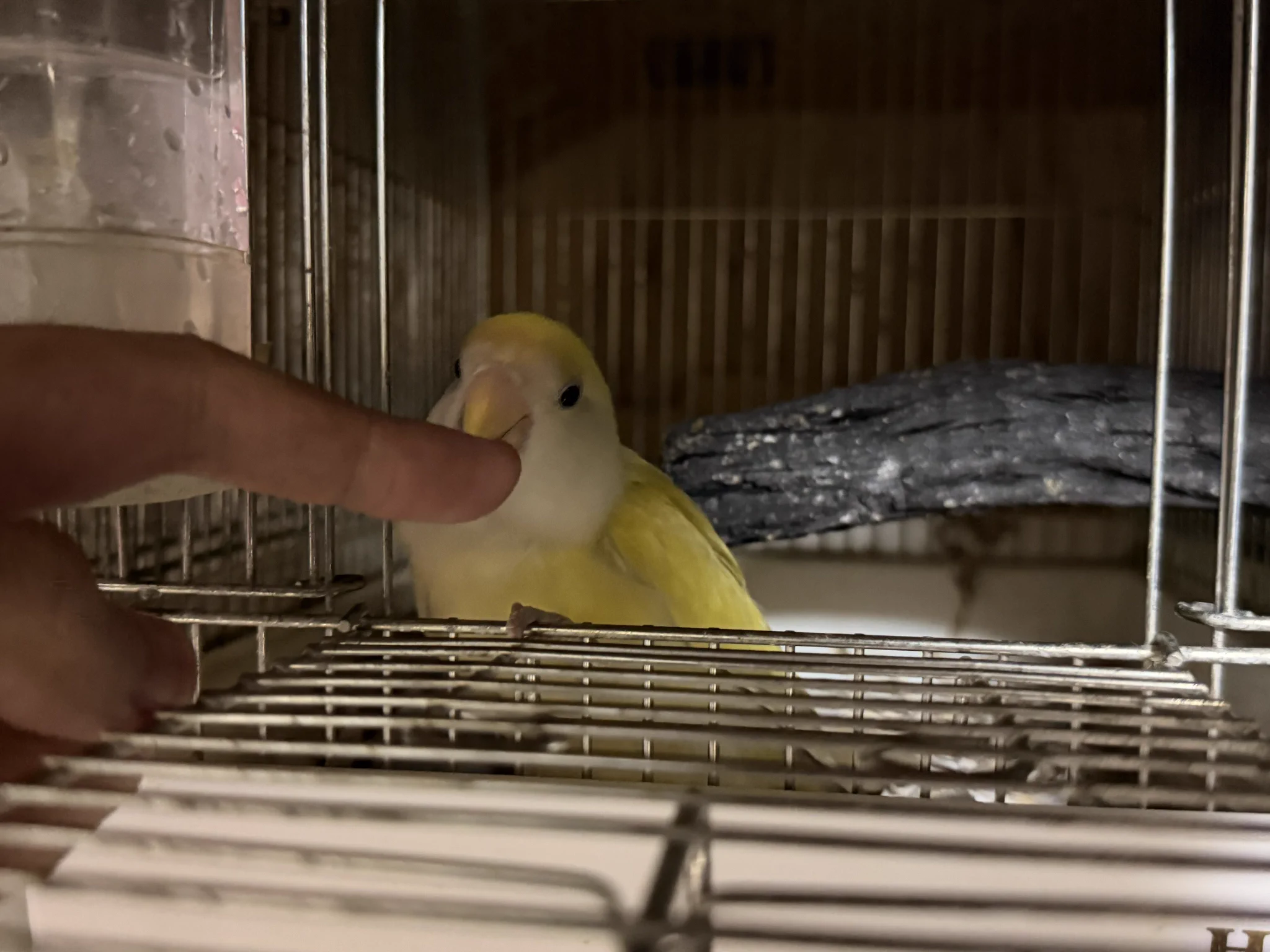 インコ丸氏 (@inkomaru001) / X
