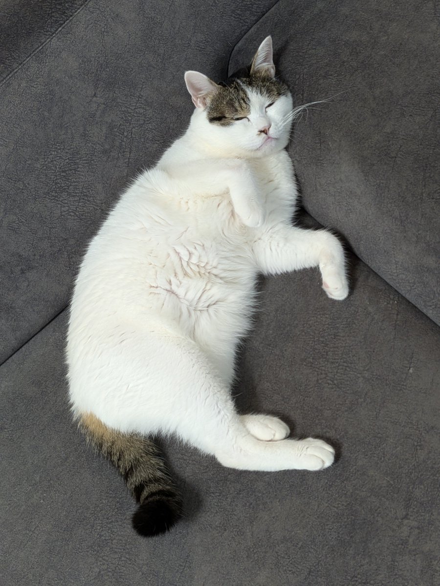kimucoro1's tweet photo. ใญใใผ
โ#SakuraCat #EartippedCat #CatsOfJapan https://t.co/Tap8w7USlg