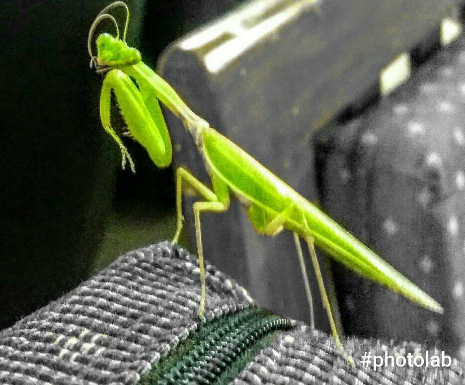 JoannieWingc's tweet photo. Meet Christ, our unexpected buddy tonight. Yes, it’s a grasshopper. https://t.co/ncCIC93mSV