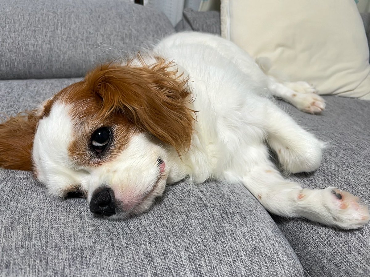 yuriops1116's tweet photo. 🐶遊び疲れちゃって…お布団まで運んでくれます？
#キャバリア https://t.co/o4kn3LrNKn