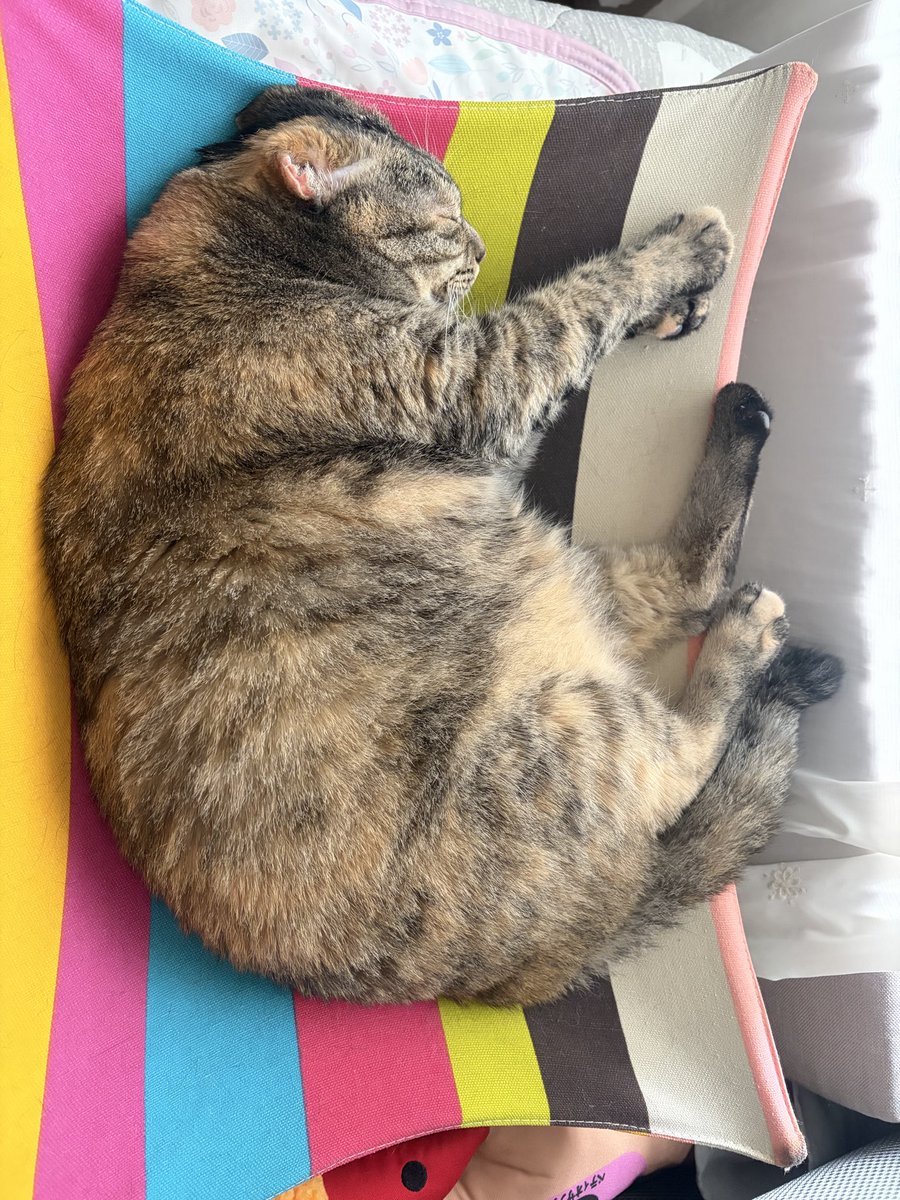 tsukushicompany's tweet photo. つくしさんのお誕生日まで
あと10日💓
#猫好きさんと繋がりたい #猫のいる暮らし https://t.co/kLlXkMq7Wh