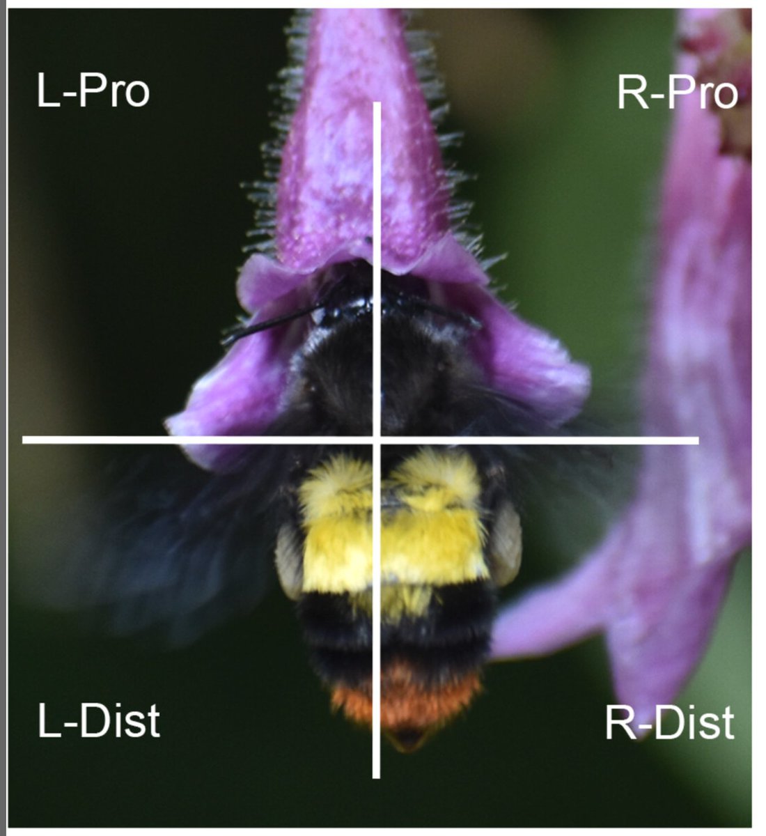 vinita_gowda's tweet photo. Mirror-image flowers/#Enantiostyly refers to plants with Left &amp; Right-handed flowers. Usually, handedness is genetically fixed #dimorphicEnantiostyly. Makes sense. But, what happens if both L &amp; R flowers are on the same plant, ie #monomorphicEnantiostyly? https://t.co/9kKK2yXBr9 https://t.co/wBEHigzOGd