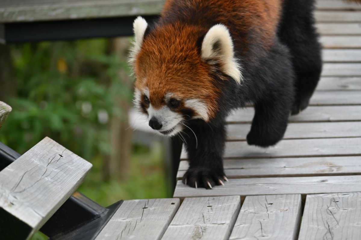 Taku2w's tweet photo. 好きすぎて滅...

#日本平動物園
#ニコ https://t.co/iViP4DWIjn