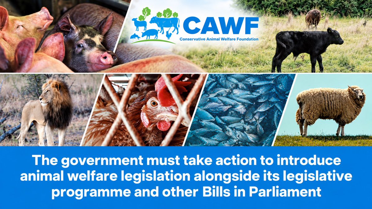 ConservativeAWF's tweet photo. More than two years after Labour took office, we are disappointed that there has still been no Government-led Bill to advance animal welfare.
Promises must now be matched by action. The Government should include animal welfare legislation alongside its wider legislative programme and other Bills before Parliament. Animals cannot afford further delay