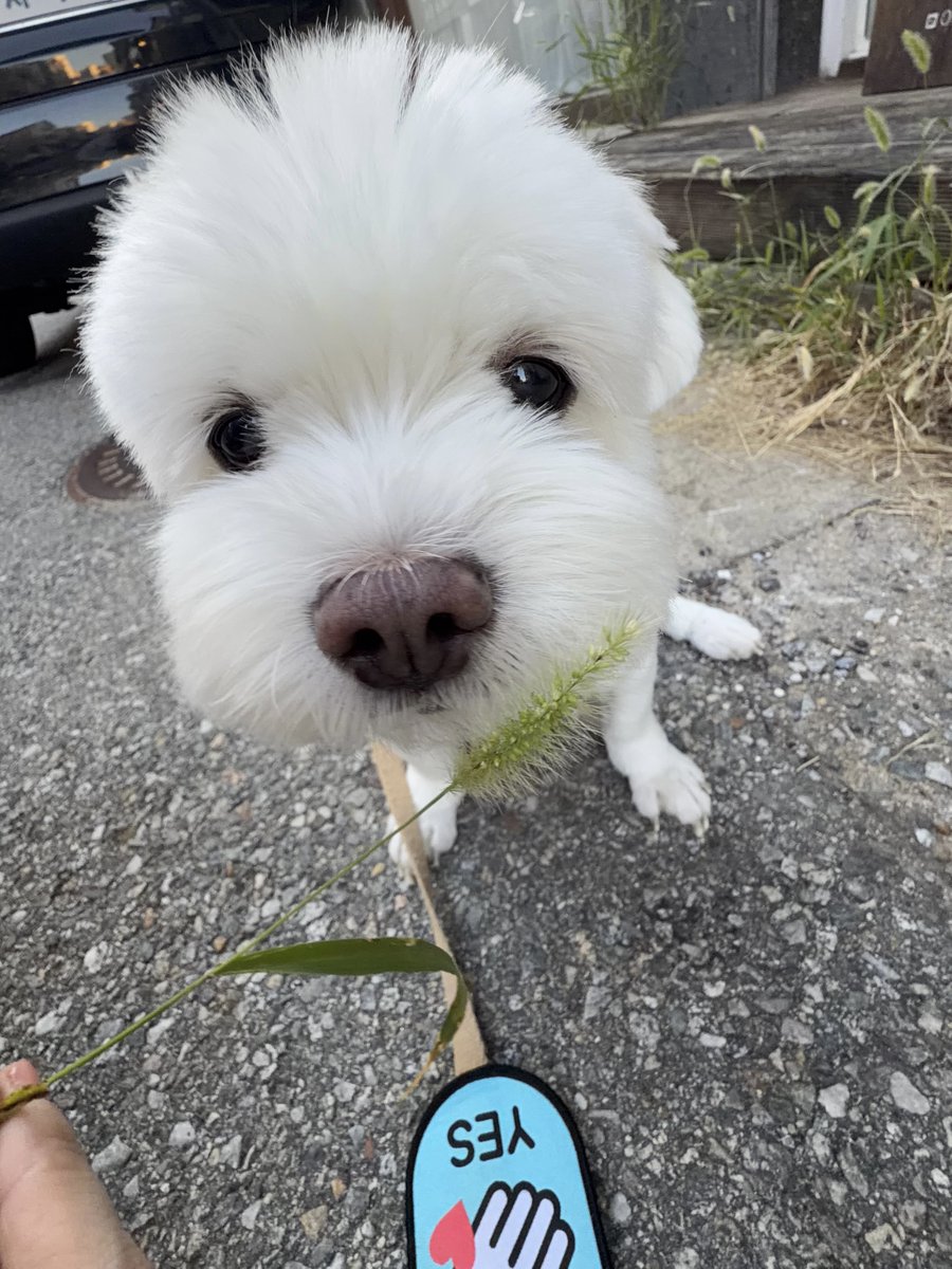 hlhmghlhmg's tweet photo. 안녕하세요 오늘먹빵은 가앙지가먹는가앙지풀 마싯개먹겟습니다^^ https://t.co/pKJvWpn7lR