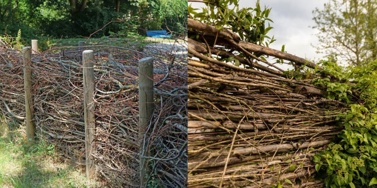 giveashitnature's tweet photo. Why spend $3,000 on a fence when you can build a dead hedge for free? 

Two rows of stakes driven into the ground, and everything you prune goes in between them. Branches, limbs, brush, the stuff you'd otherwise be dragging to the curb.

It gets denser every year. The bottom composts down, you keep feeding the top, and after a couple of seasons it's a more solid barrier than a wooden fence.

It's not just a fence, it's also habitat. Wrens and catbirds nest in the structure. Cottontails, chipmunks, toads and skinks shelter at the base. Solitary bees and ground beetles overwinter in the gaps. 

Germany has been building these as wildlife corridors since the 1990s. The UK uses them on riverbank restoration.