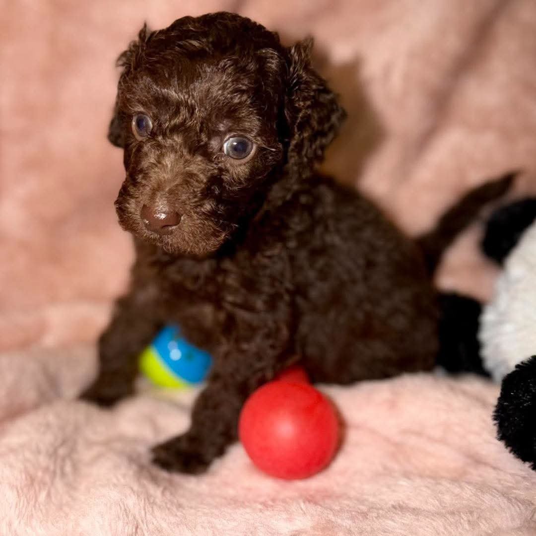team_greenacres's tweet photo. 🐦‍🔥PHOENIX PUPDATE 3🐦‍🔥

Our little fighter continues to do well. Every day Phoenix seems to be getting that little bit stronger

We’re still taking things one day at a time & not getting ahead of ourselves but she continues to show us just how much fight she has in that tiny body. After everything she has been through, her determination really is incredible

For now, she’s eating, growing, getting stronger & being surrounded by all the love & care she could possibly need

⚠️We know so many of you have fallen in love with Phoenix & are already asking about offering her a home. However, we are not accepting expressions of interest or applications to adopt Phoenix at this time. We simply do not know what the future holds for her yet or what type of home she may eventually need⚠️

‼️We kindly ask that people don’t email or message us about adopting her for now. Responding individually to the large number of enquiries we've had about Phoenix adds considerably to our admin at a time when our team needs to focus on the many other animals currently needing us‼️

If & when the time comes for Phoenix to look for a home, we will post full details publicly on our website plus Social Media platforms 

💚🔥💚Thank you, as always, for all the love, support, donations, messages & gifts for this very special little girl💚🔥💚

🐦‍🔥Keep fighting, little Phoenix🐦‍🔥

#teamgreenacres #rescue #k9hour #rehomehour #teamzay #Pembrokeshire #wales