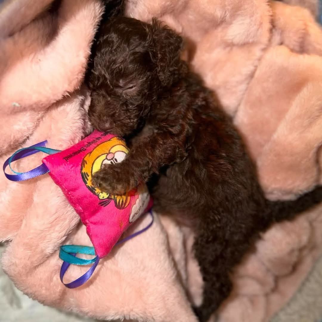 team_greenacres's tweet photo. 🐦‍🔥PHOENIX PUPDATE 3🐦‍🔥

Our little fighter continues to do well. Every day Phoenix seems to be getting that little bit stronger

We’re still taking things one day at a time & not getting ahead of ourselves but she continues to show us just how much fight she has in that tiny body. After everything she has been through, her determination really is incredible

For now, she’s eating, growing, getting stronger & being surrounded by all the love & care she could possibly need

⚠️We know so many of you have fallen in love with Phoenix & are already asking about offering her a home. However, we are not accepting expressions of interest or applications to adopt Phoenix at this time. We simply do not know what the future holds for her yet or what type of home she may eventually need⚠️

‼️We kindly ask that people don’t email or message us about adopting her for now. Responding individually to the large number of enquiries we've had about Phoenix adds considerably to our admin at a time when our team needs to focus on the many other animals currently needing us‼️

If & when the time comes for Phoenix to look for a home, we will post full details publicly on our website plus Social Media platforms 

💚🔥💚Thank you, as always, for all the love, support, donations, messages & gifts for this very special little girl💚🔥💚

🐦‍🔥Keep fighting, little Phoenix🐦‍🔥

#teamgreenacres #rescue #k9hour #rehomehour #teamzay #Pembrokeshire #wales