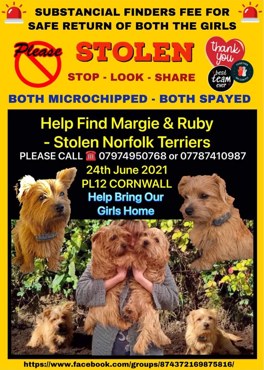 MissingPetsGB's tweet photo. So many lost pets have been found after years
Some are living with new families who either don't know, don't want to know, don't care they have some else's pet.
Is Margie or Ruby living near you now?
RED LONG HAIRED NORFOLK TERRIERS STOLEN IN CORNWALL 2021
#MargieandRubyMonday https://t.co/bScU5X2nZx