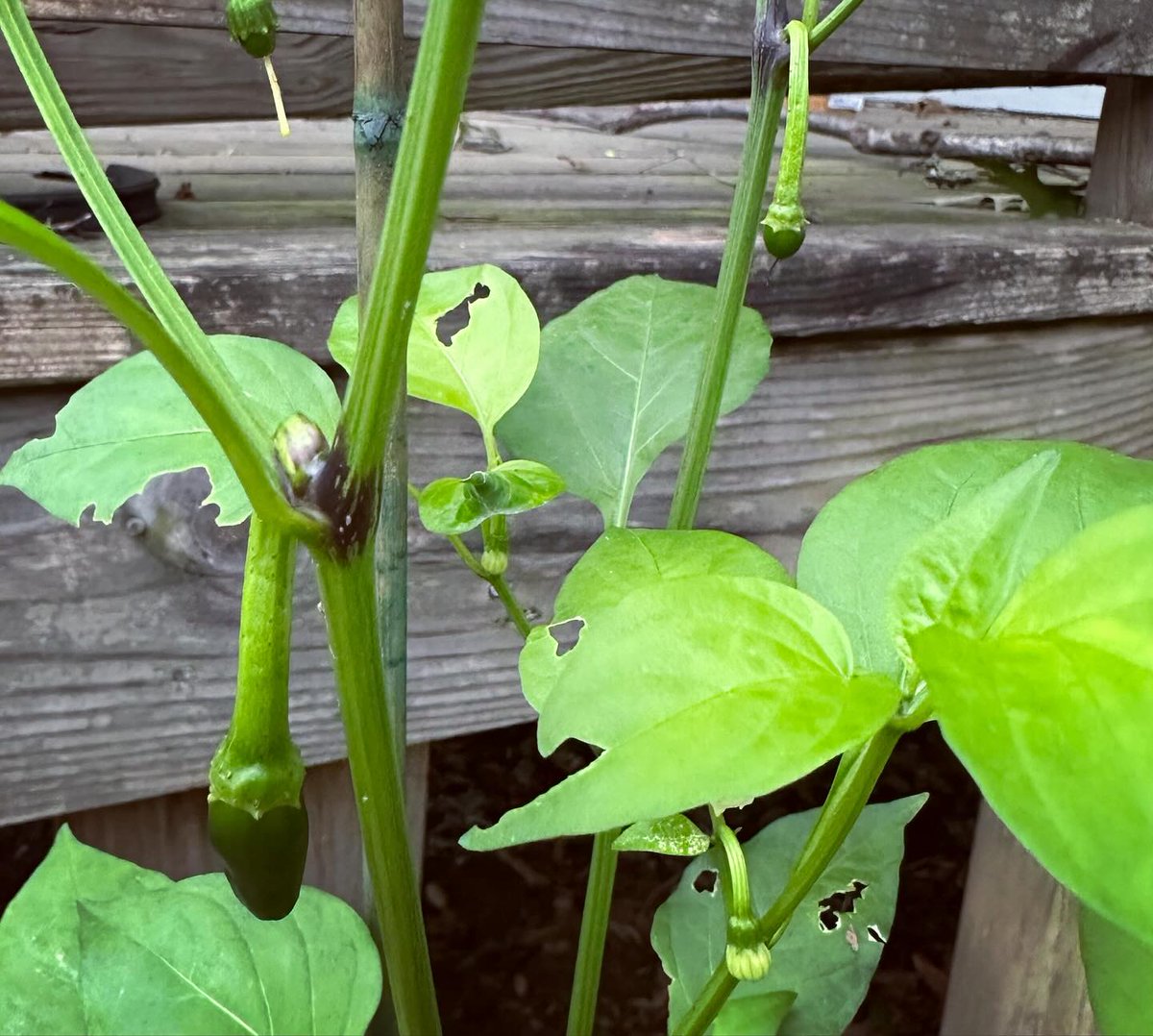 TessaJarrells's tweet photo. Pepper may appear larger in photos. https://t.co/Sm0fsVnY4b