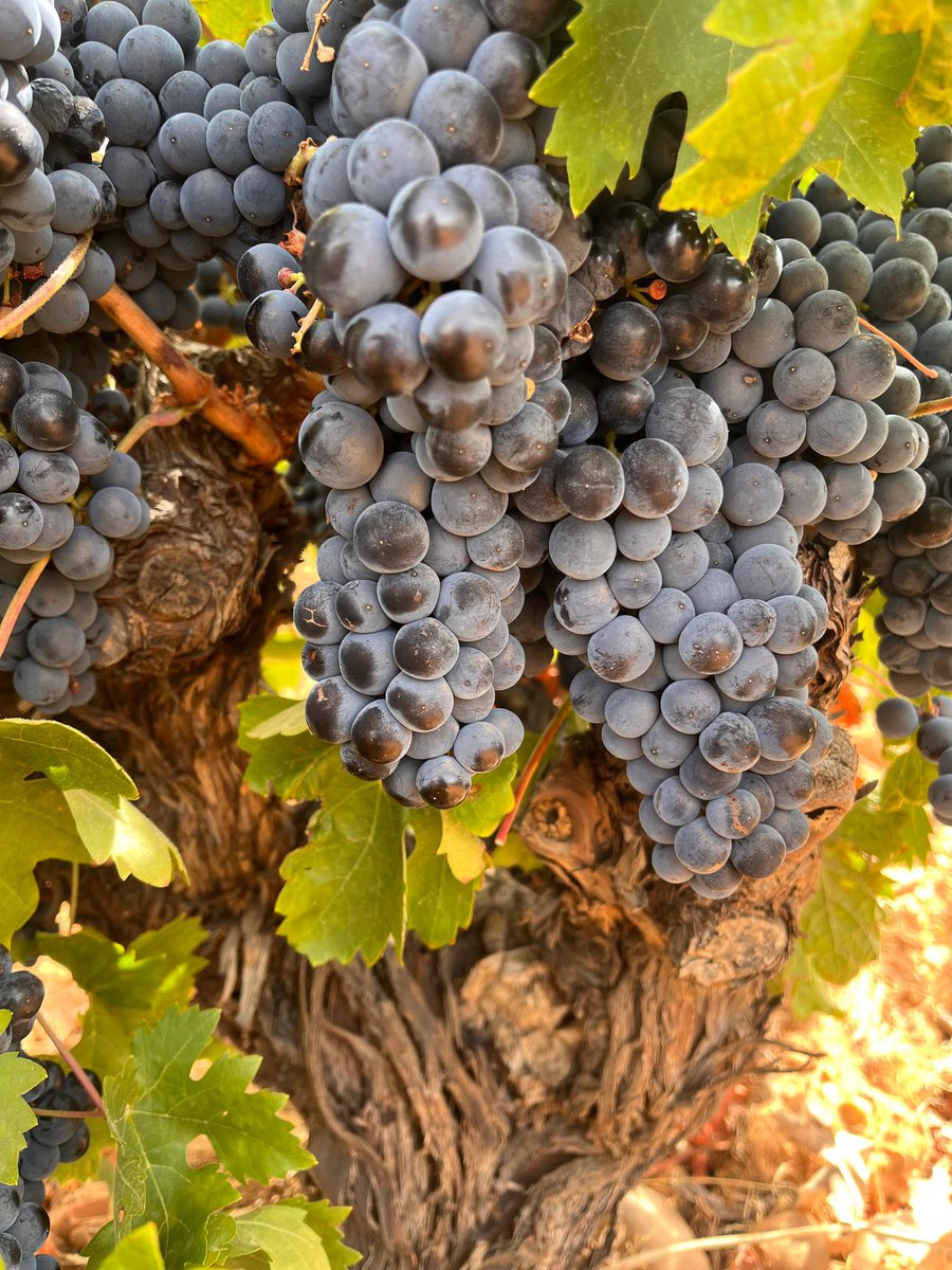 VinodeToro's tweet photo. Preciosas imágenes que nos regalan nuestros viñedos para comenzar esta semana. #DOToro 🍇🥰🍇💜 https://t.co/VcSm5IRBaj