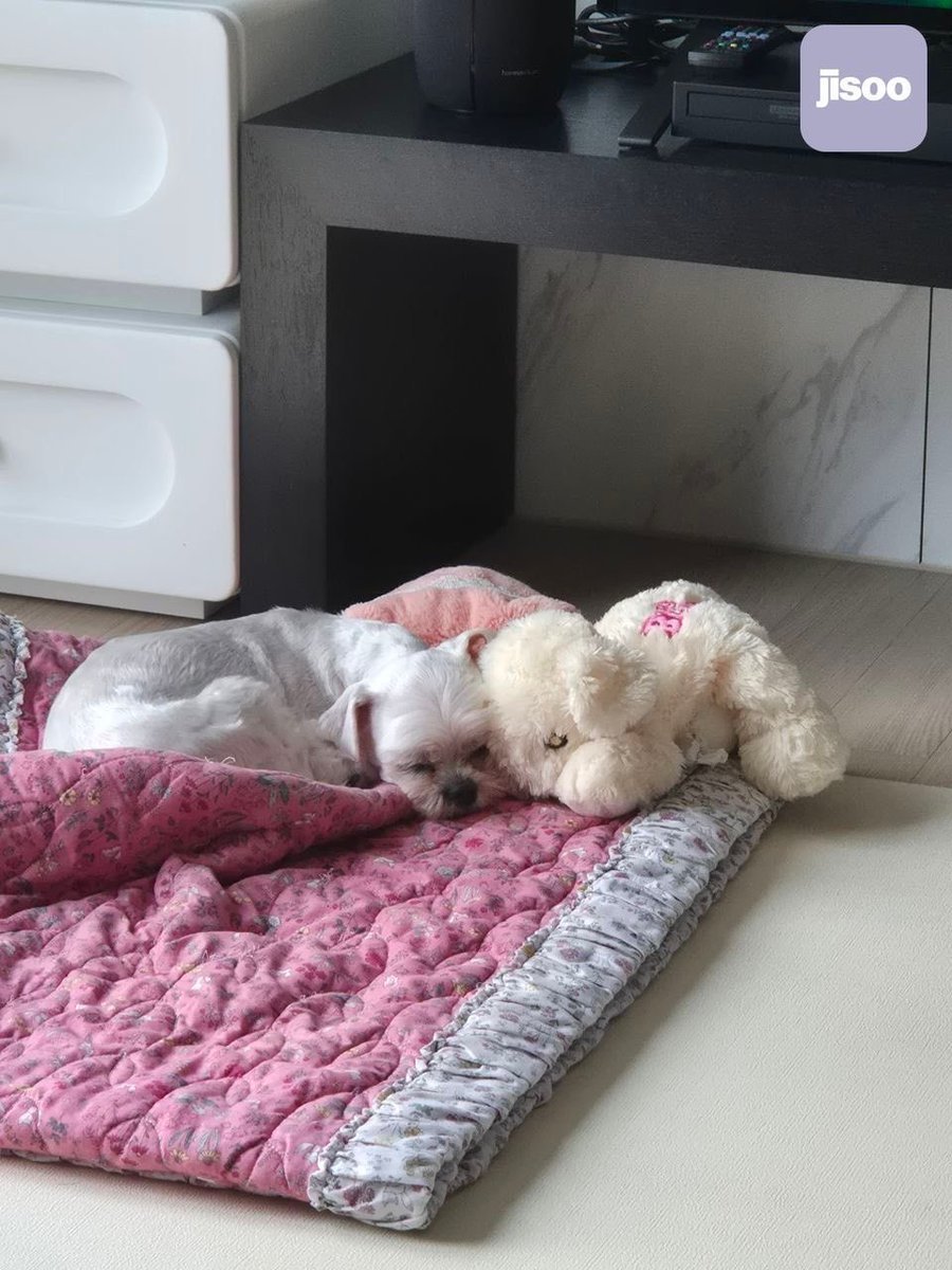 Rosiesmilecute's tweet photo. #JISOO: ¡Dalgomi, cuánto tiempo! jeje

La muñeca al lado de Dalgom es Bling; ella está con Dalgom desde que era bebé!!.....Bling, tipo BLINK!

Dalgomi ya está bien viejito... y no muy saludable, pero sigue siempre sonriendo y es un perrito tan alegre, jeje https://t.co/xnXGsaujHe