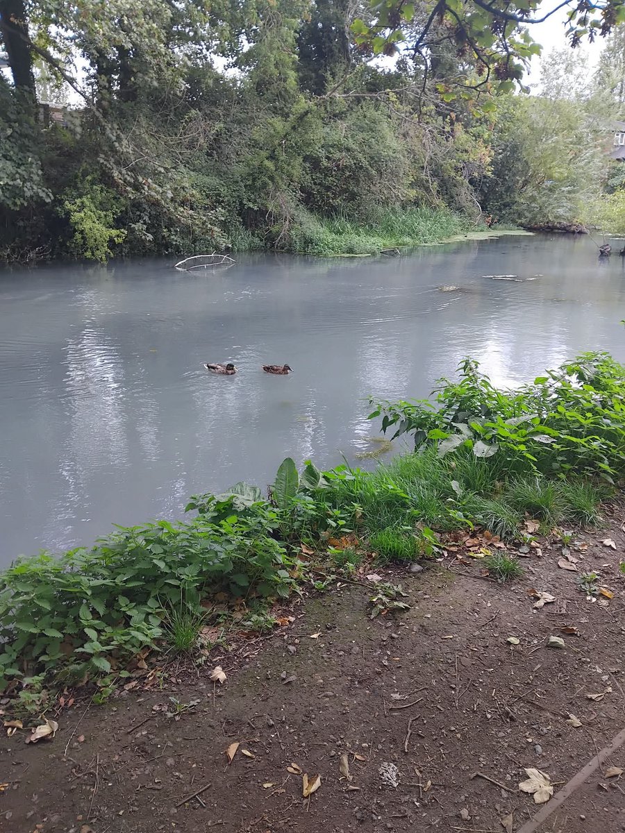 Woofles91's tweet photo. @CanalRiverTrust  any reason why the water looks like that in Wendover, Buckinghamshire? It's a chalk stream fed canal so usually very clear. https://t.co/LGgXw8MQ9m