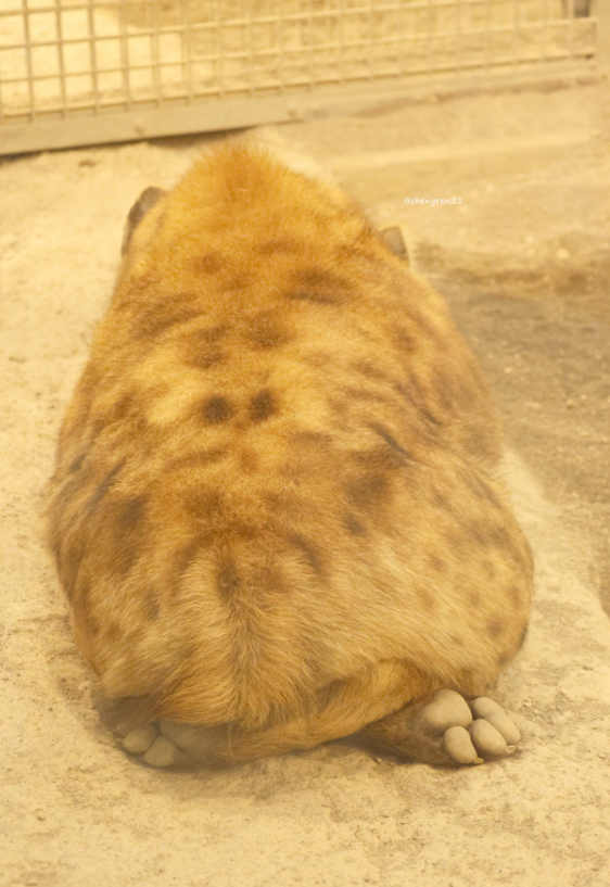 red_yeen's tweet photo. Medieval serf: "I sure wish there was a readily-available and cheap source of sustenance"
The humble loaf of bread: https://t.co/YD1J0gsAQP