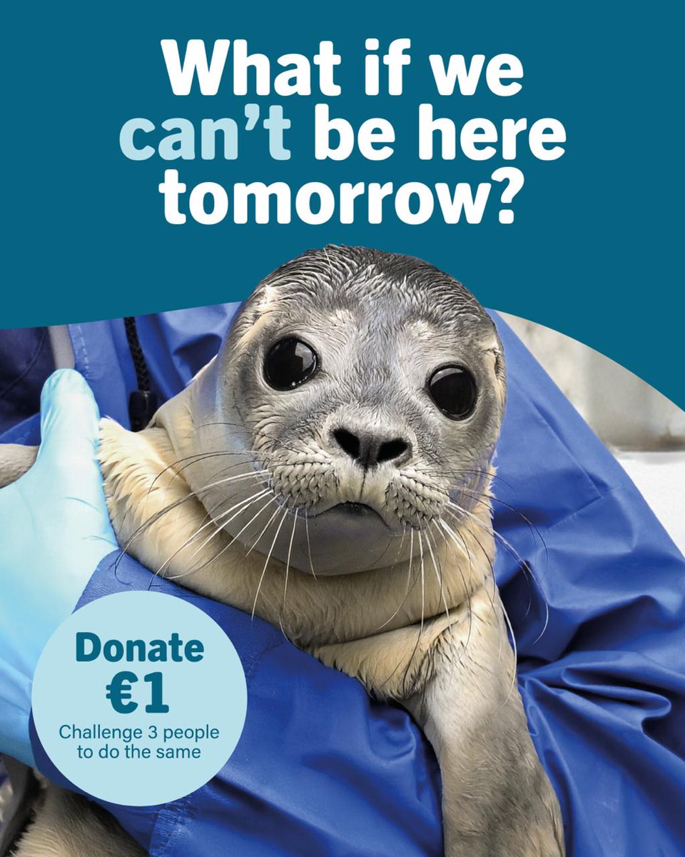 Zeehondencreche's tweet photo. The future of our seal rescue centre is financially uncertain. This is the harsh reality we’re facing. 🥺🦭

But what if thousands of people gave €1? A small donation can make a big difference. ❤️‍🩹 Will you help us?

��️ Donate €1: https://t.co/2EBRTaFXcW

Thank you so much. 🙏 https://t.co/8FpDQOqc5p