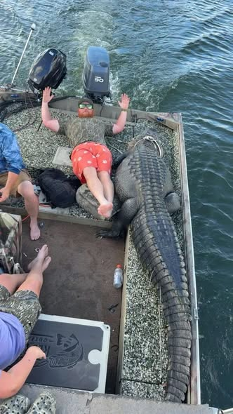 nchuntnfish's tweet photo. Here is Austin James with his 725-pound, 11-foot, 2-inch alligator from Santee! #Santee #SouthCarolina #AlligatorHunt #Hunting #Carolinas #Gator #AlligatorHunting #CarolinaSportsman #CarolinaSportsmanMagazine https://t.co/OEYiT9qLvV