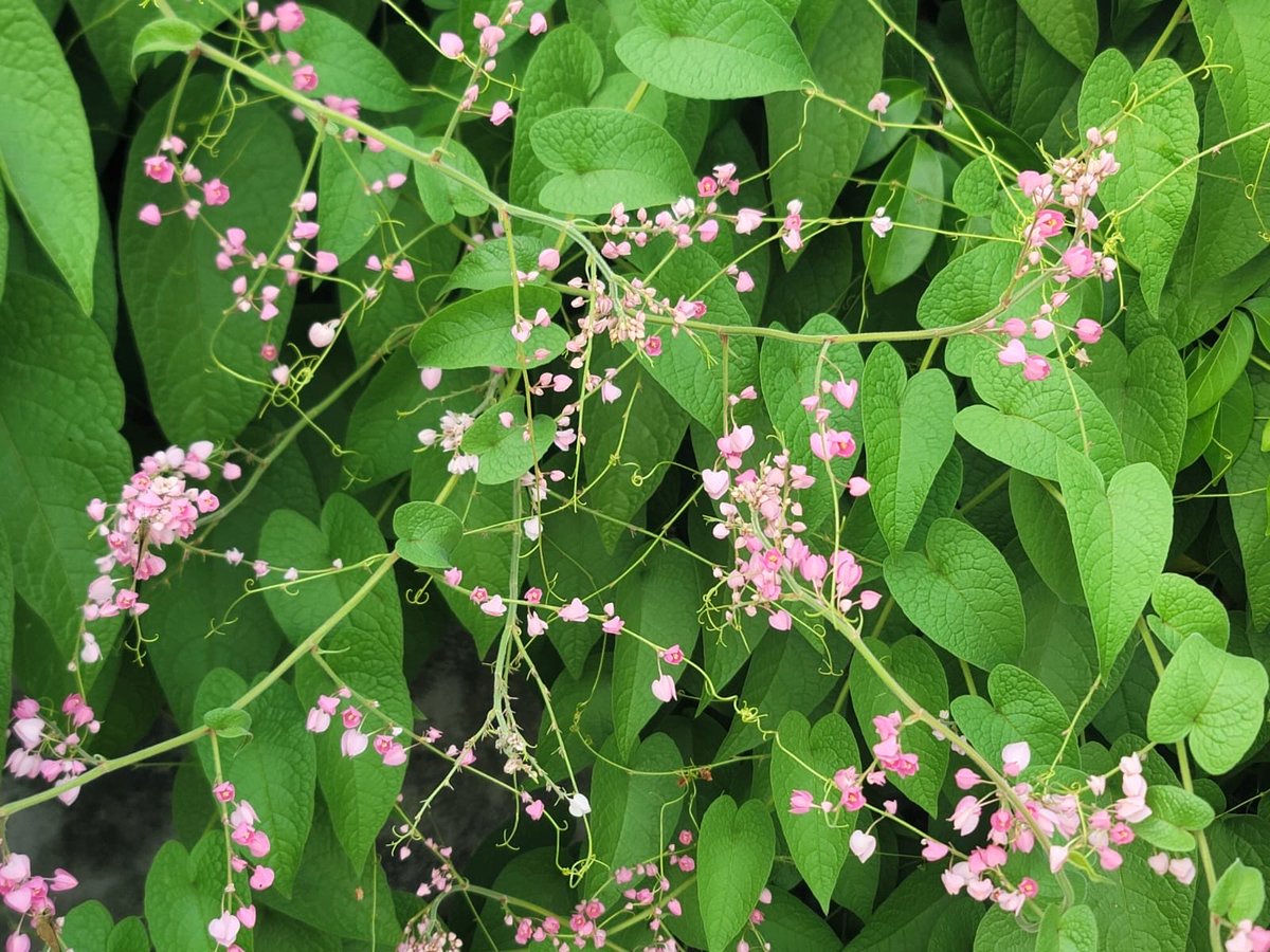 rosie_mann1's tweet photo. ~🍃🌸🍃~
Nature’s neural network
~🍃~🍃~🍃~ https://t.co/iT50mYsIBu