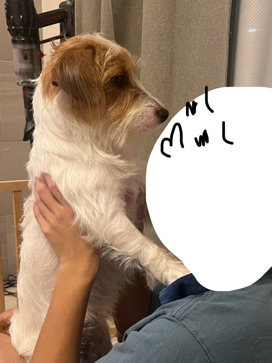 papaya_paya11's tweet photo. ちゅーしたい飼い主と絶対にしたくない犬 https://t.co/6mpmTBLt7f