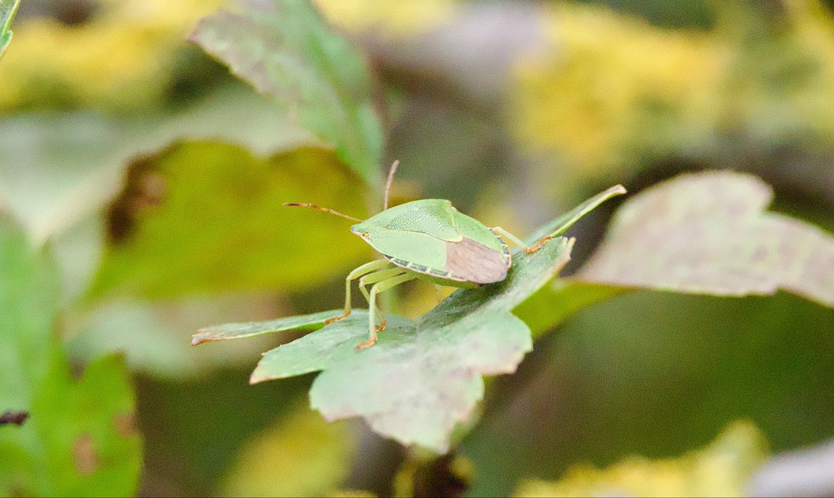 SteveOnHilbre's tweet photo. Some nice insects @hilbrebirdobs too this morning in muggy conditions especially when the wind dropped … #CloudedYellow remained feeding on thrift, a couple of #PaintedLady, a #GreenShieldBug in the Old Obs garden & moths were evident around the grass & bracken #RushVeneer 2/2 https://t.co/FbbuElikrj