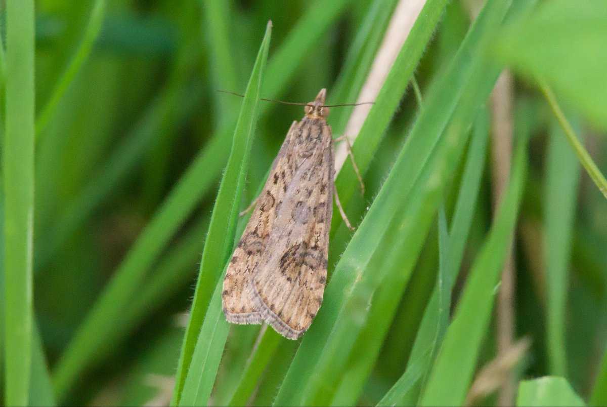 SteveOnHilbre's tweet photo. Some nice insects @hilbrebirdobs too this morning in muggy conditions especially when the wind dropped … #CloudedYellow remained feeding on thrift, a couple of #PaintedLady, a #GreenShieldBug in the Old Obs garden & moths were evident around the grass & bracken #RushVeneer 2/2 https://t.co/FbbuElikrj