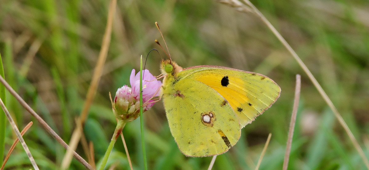 SteveOnHilbre's tweet photo. Some nice insects @hilbrebirdobs too this morning in muggy conditions especially when the wind dropped … #CloudedYellow remained feeding on thrift, a couple of #PaintedLady, a #GreenShieldBug in the Old Obs garden & moths were evident around the grass & bracken #RushVeneer 2/2 https://t.co/FbbuElikrj