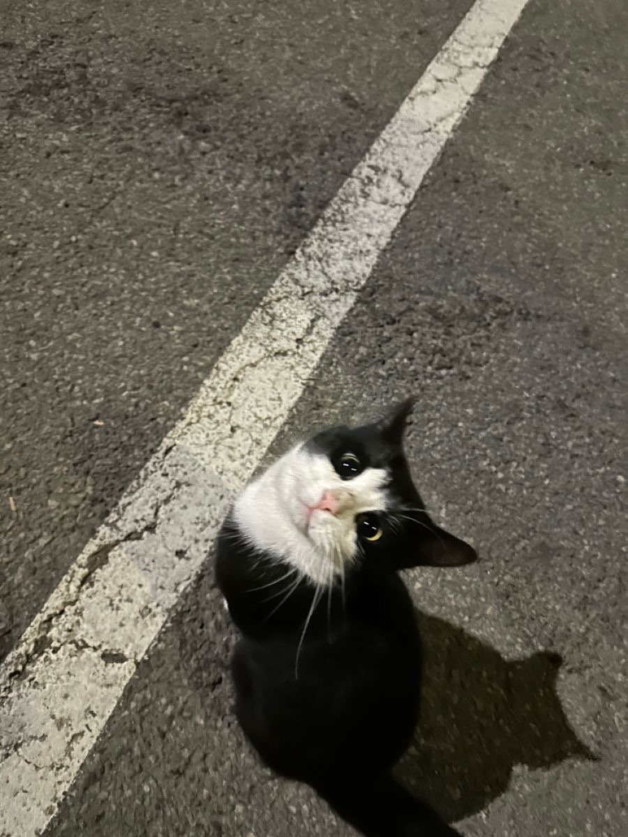 Thesecondheath's tweet photo. Stray cat, it's cute. https://t.co/wagsw7072i