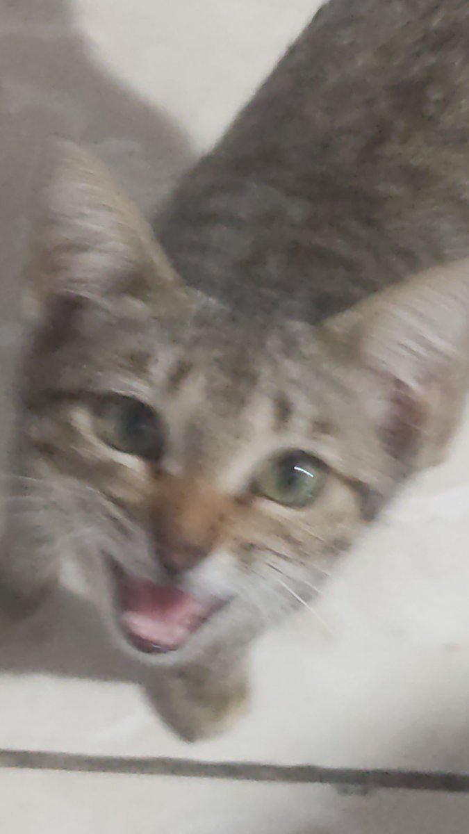 glvtwt's tweet photo. primeira foto que eu tirei dele x a mais recente
gato da espécie folgado . https://t.co/Il6T4saY5H
