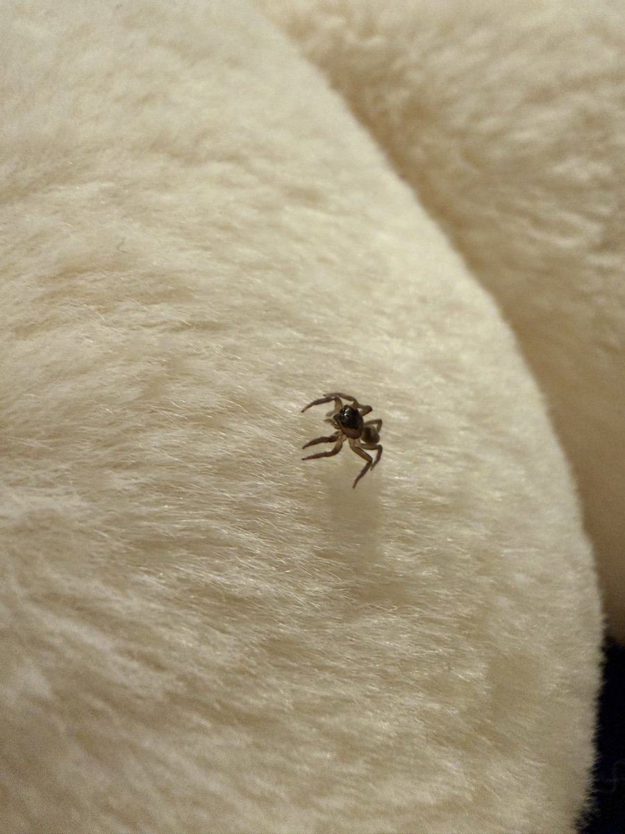 adansoni_almand's tweet photo. ファッ！？！？お客様！？！？いいんですかそんなサービス！？！？🕷️
(たまたま持ったヒンのぬいぐるみにいた) https://t.co/rhqDPcjFiV