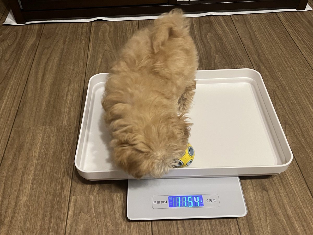 wow_prr's tweet photo. 自分の体重が気になる犬 https://t.co/zyQQ4mpnXF