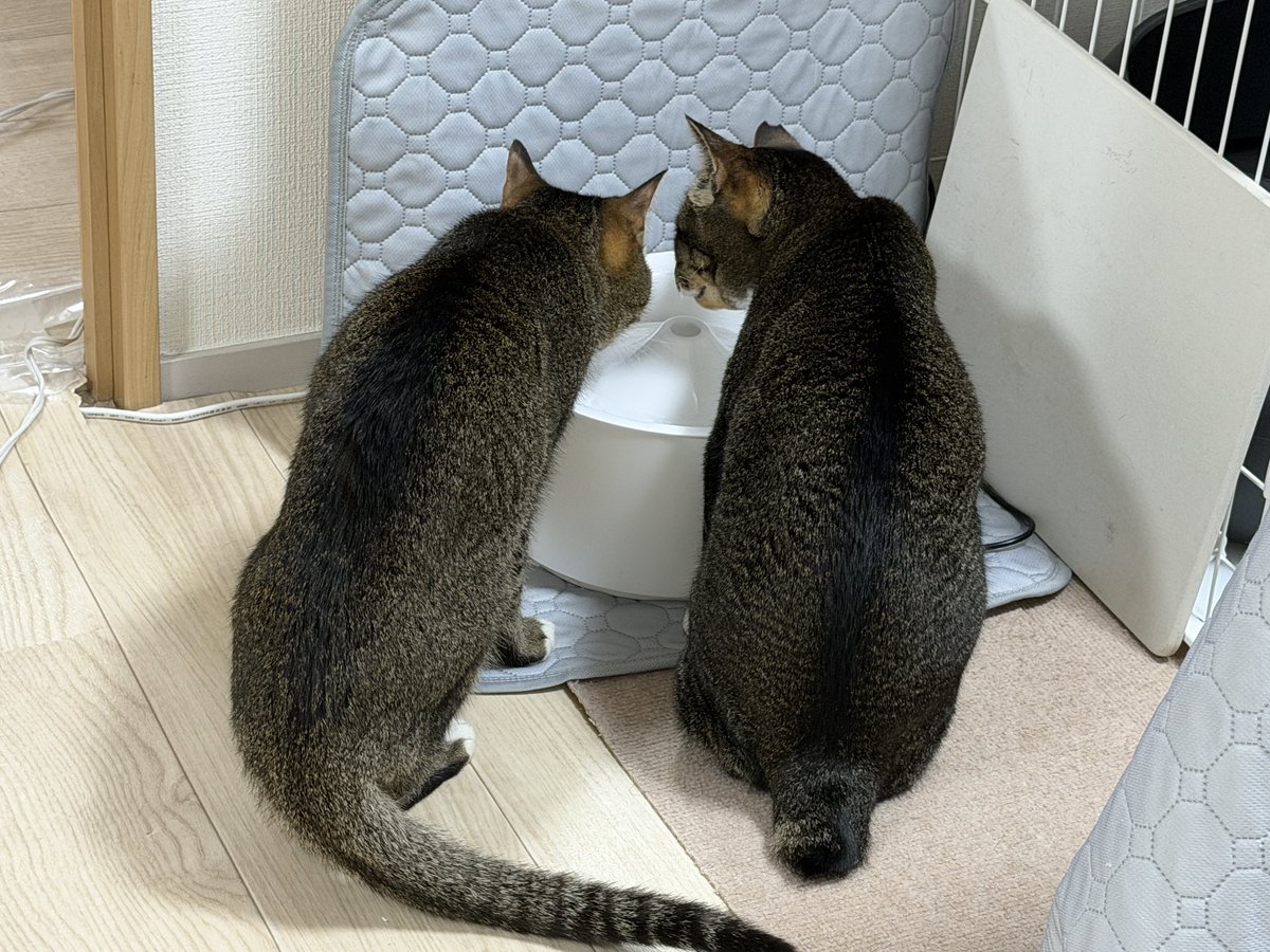 takezo_diary's tweet photo. 仲良くお水を飲むアビシニアン柄のキジ白コンビ🐱🐱

井戸端会議してるみたい💓 https://t.co/jAzp8xA4qh