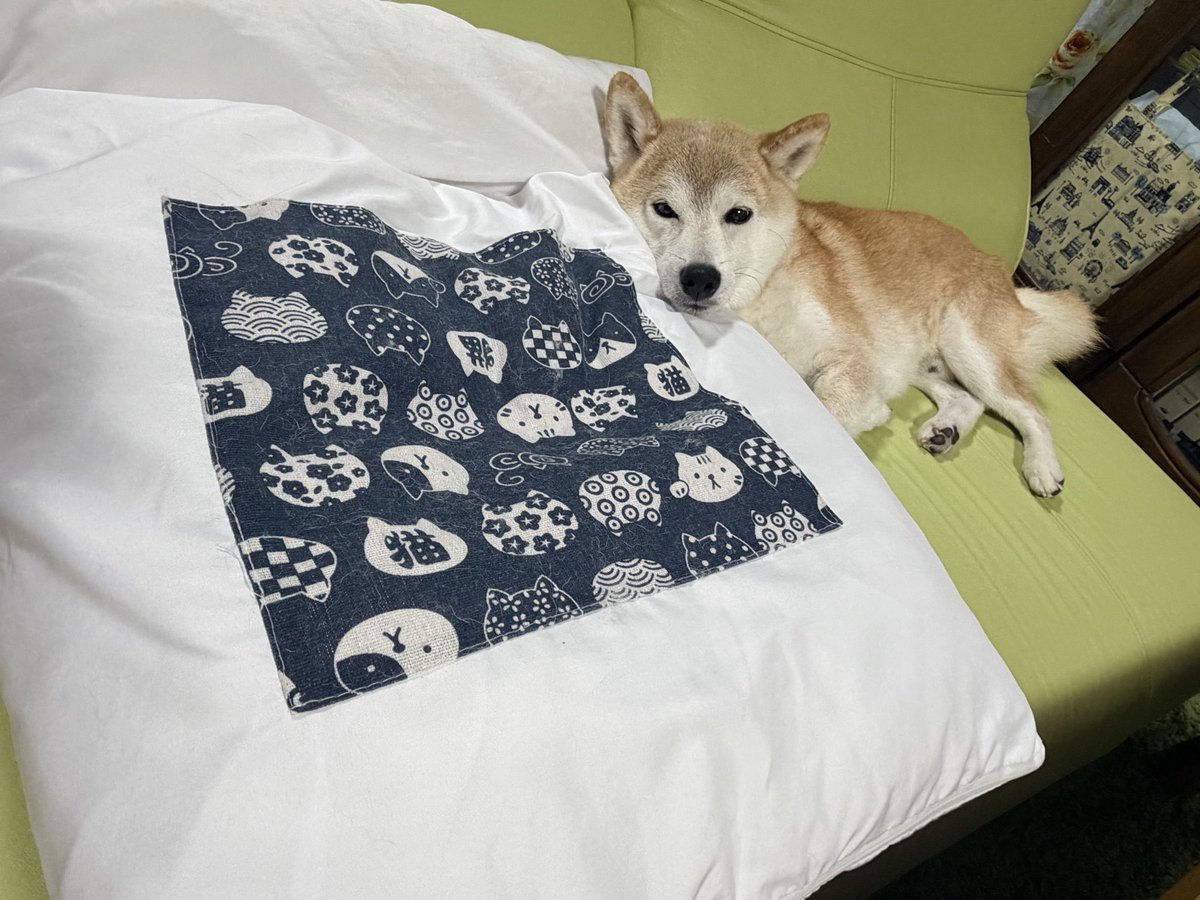 flum10tk's tweet photo. 可愛い可愛い可愛い🐕 ͗ ͗ https://t.co/6F7bCctxM8