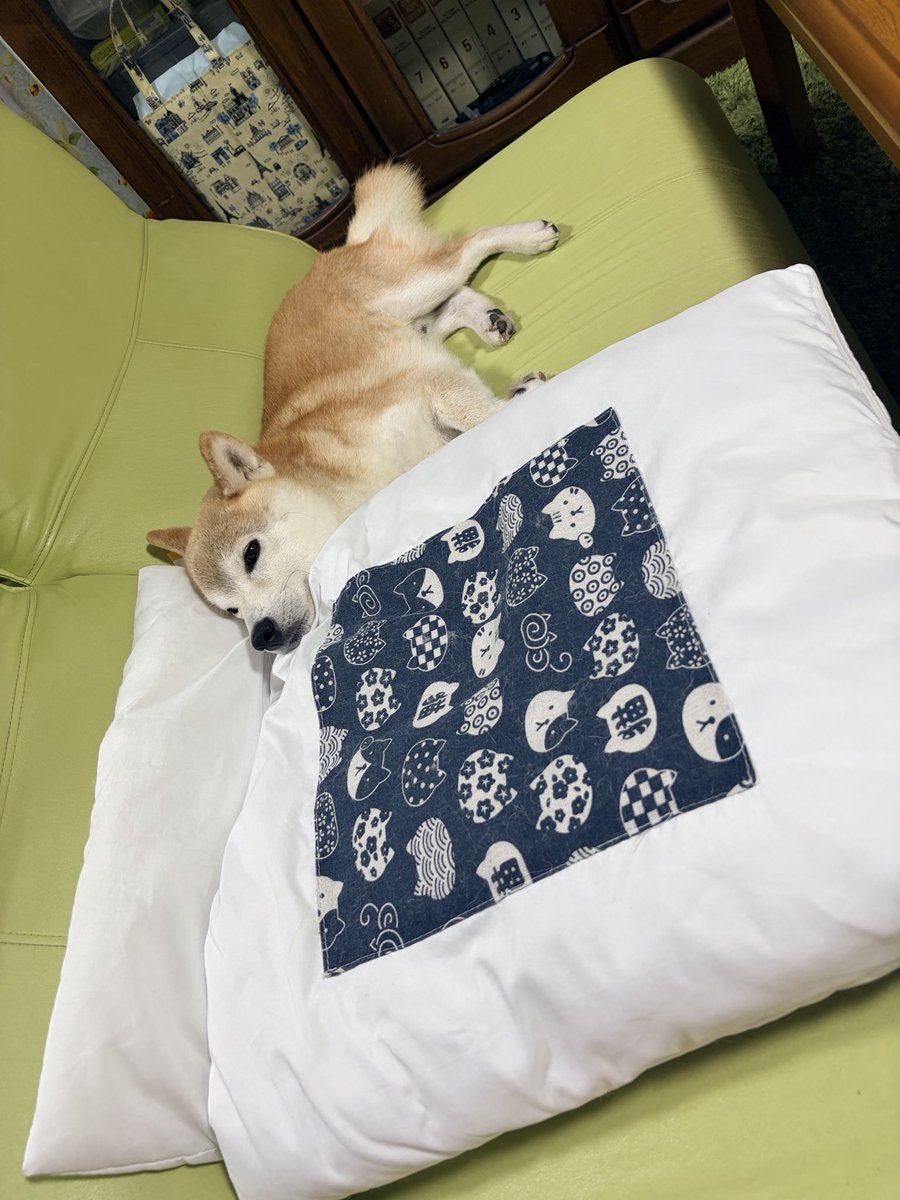 flum10tk's tweet photo. 可愛い可愛い可愛い🐕 ͗ ͗ https://t.co/6F7bCctxM8