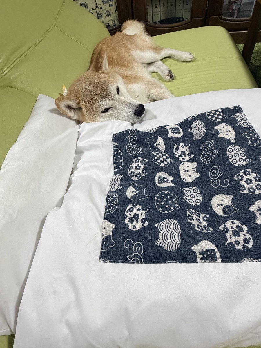 flum10tk's tweet photo. 可愛い可愛い可愛い🐕 ͗ ͗ https://t.co/6F7bCctxM8