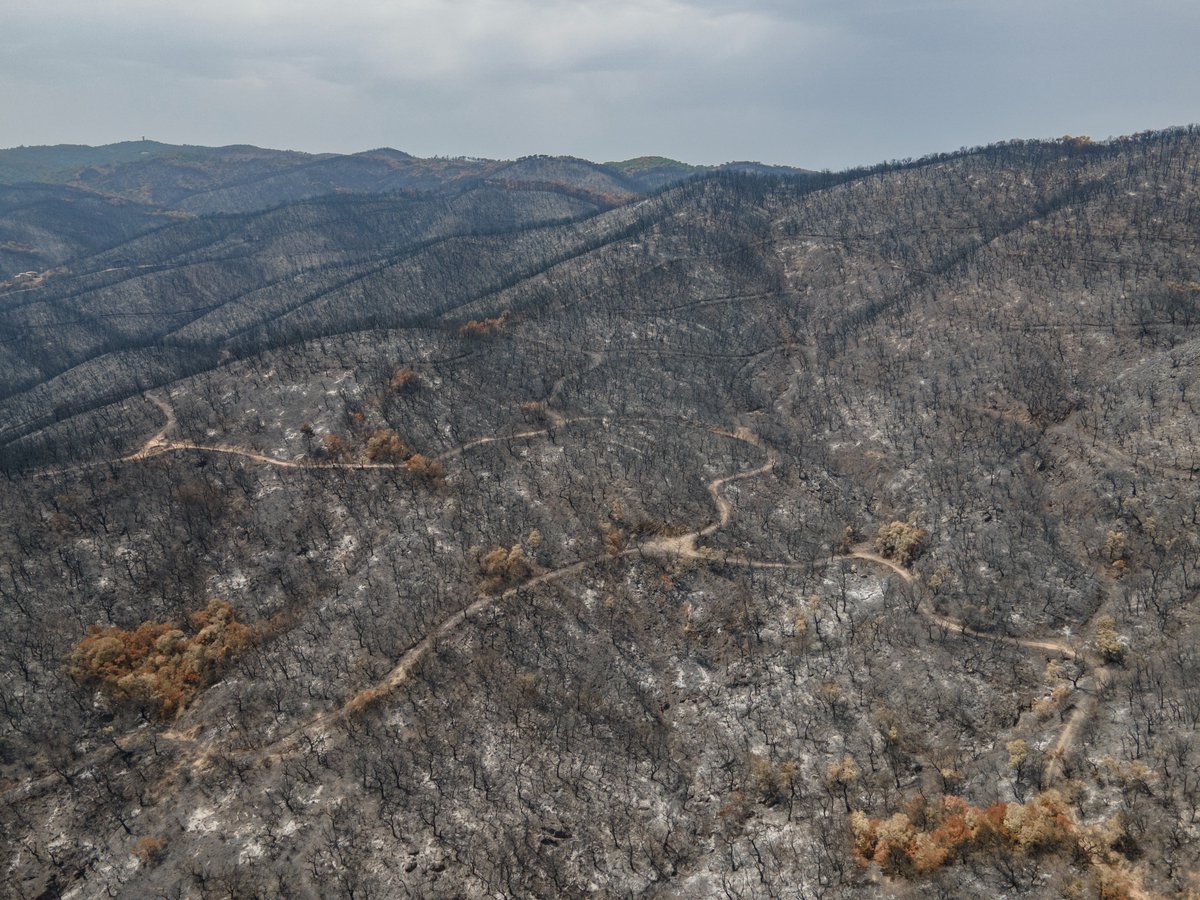 RUIDOPhoto's tweet photo. En Calonge, las llamas alcanzaron áreas residenciales, evidenciando también la exposición de los núcleos habitados situados junto a zonas forestales. https://t.co/gt30egt3bM
