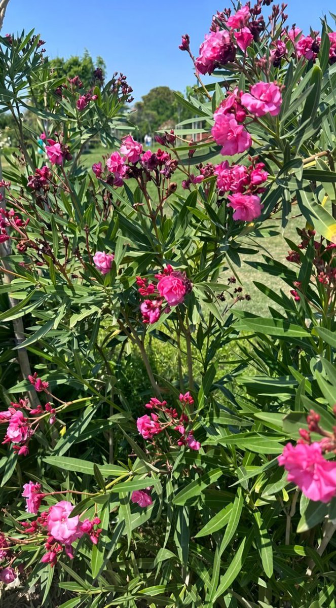 April45112's tweet photo. Nature’s daily reminder to be bright https://t.co/JIkA2SCy5j
