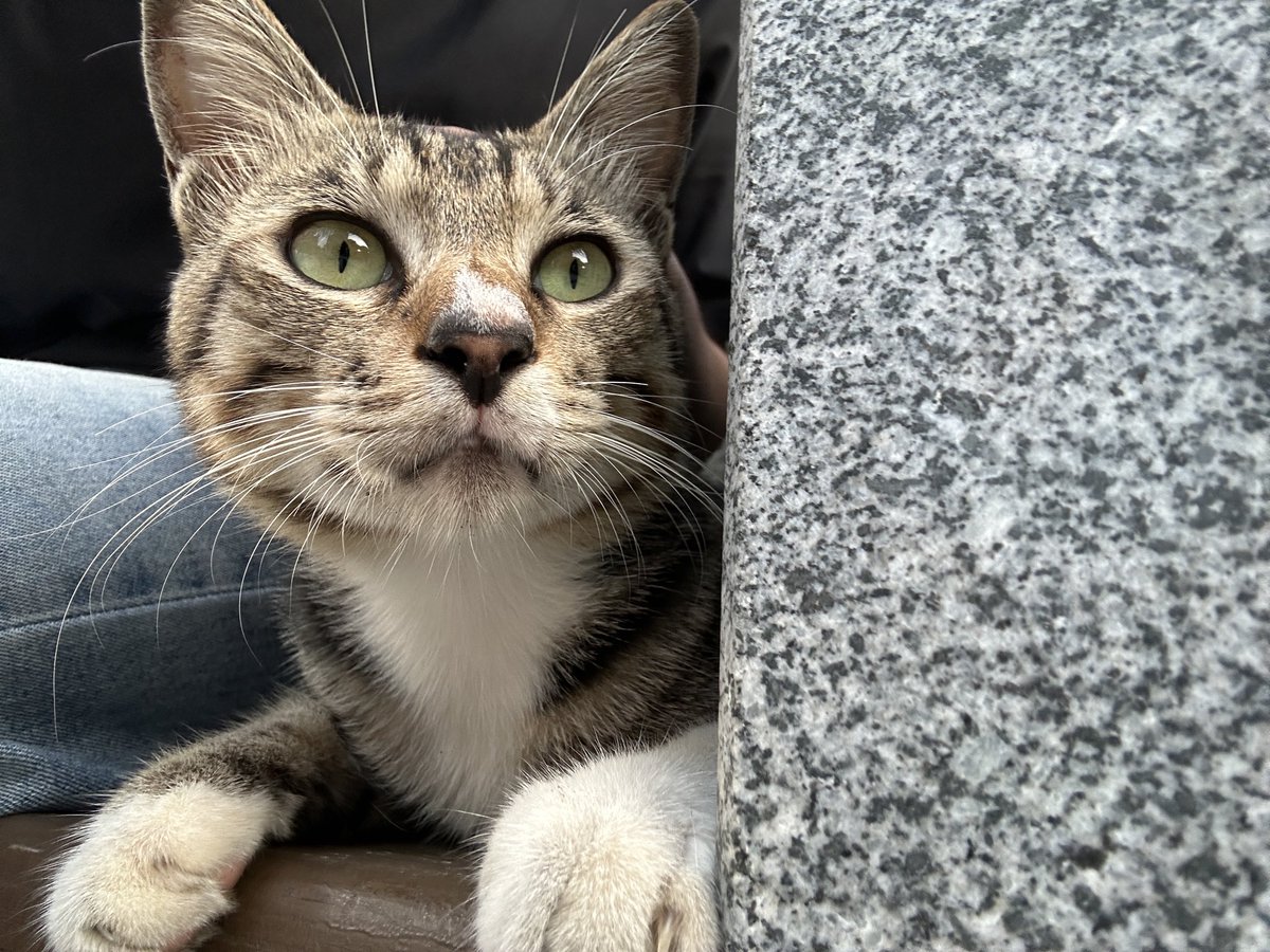 dbu_d49008's tweet photo. 喵🐈 https://t.co/UwBWEoyxZa