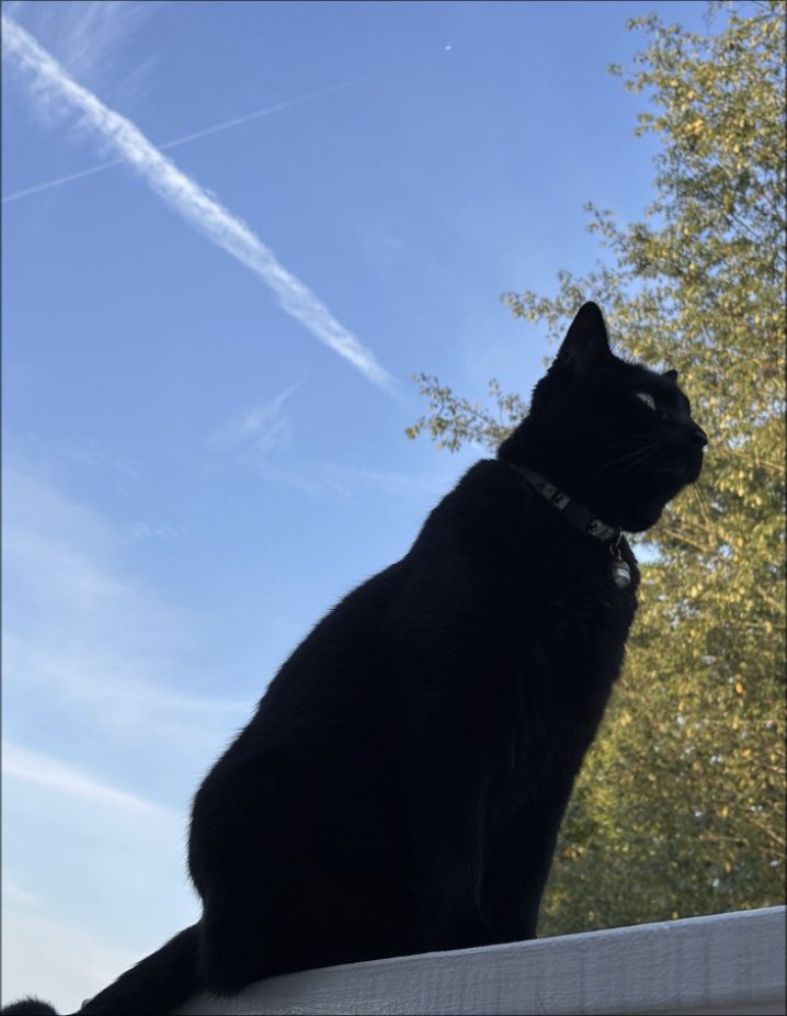 薄く白い雲のかかる青空の下、白い手すりに座って前を見つめる黒猫ちゃん。背景には木の枝が太陽の光をを受けて光る朝の風景。