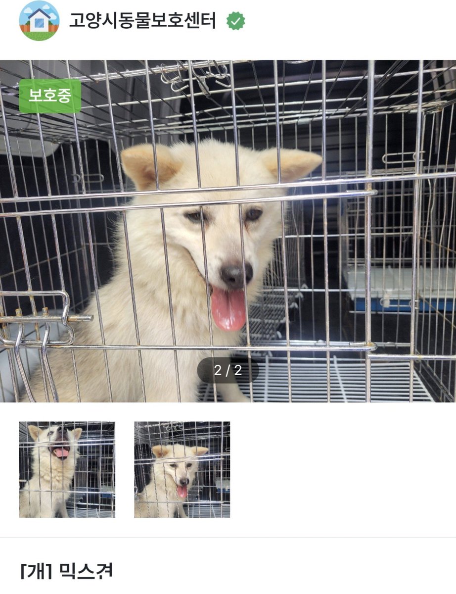 animalrtaccount's tweet photo. 입양문의 031-962-3232
급! 아이가 약간 입질있고 겁이 많아서 안락사 대상에 포함될 가능성이 높다합니다
아직 확정은 아니지만 입양처가 간절합니다
제발 알티부탁드립니다 https://t.co/VAHDDdmoJK
