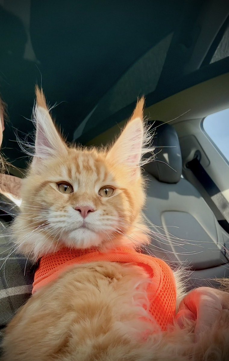 MikkelCoin's tweet photo. Monday mood: small cat, absolutely enormous confidence. 😼🐾 Meet the real Mikkel behind $MIKK. Big paws. Bigger dreams. https://t.co/LiaGOo4GmK